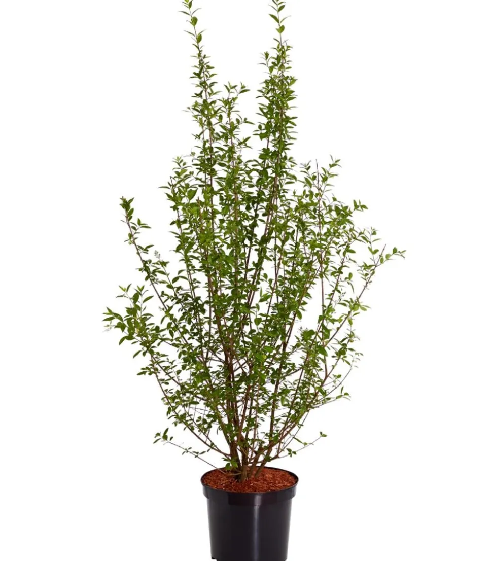 Wintergrüner Liguster 'Atrovirens'