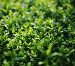 Wintergrüner Liguster 'Atrovirens'