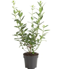 Wintergrüner Liguster 'Atrovirens'
