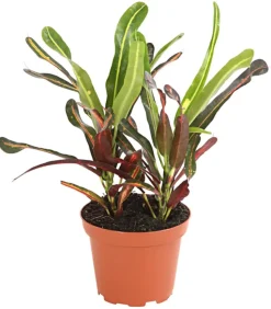 Wunderstrauch - Codiaeum variegatum, verschiedene Sorten