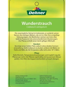 Wunderstrauch - Codiaeum variegatum, verschiedene Sorten