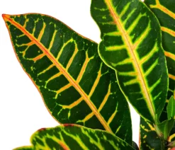 Wunderstrauch - Codiaeum variegatum 'Petra', Hydrokultur