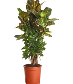 Wunderstrauch - Codiaeum variegatum 'Petra'