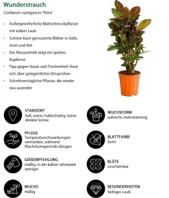 Wunderstrauch - Codiaeum variegatum 'Petra'
