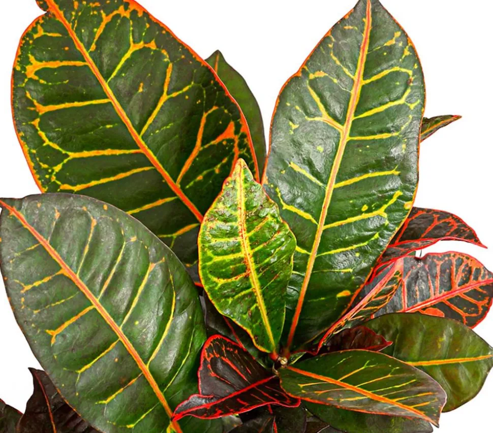 Wunderstrauch - Codiaeum variegatum 'Petra'