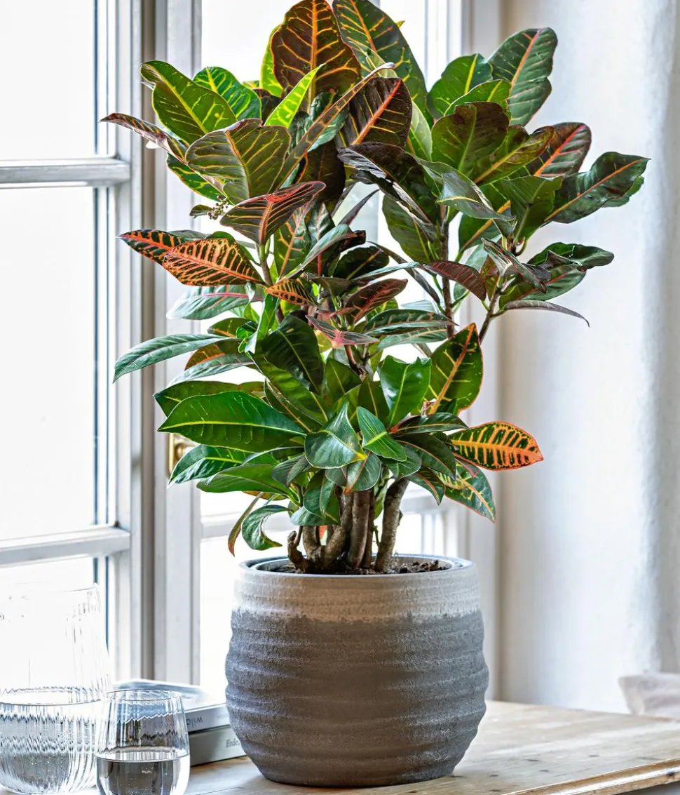 Wunderstrauch - Codiaeum variegatum 'Petra'