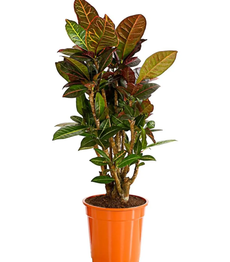 Wunderstrauch - Codiaeum variegatum 'Petra'