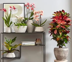 Wunderstrauch - Codiaeum variegatum 'Petra'