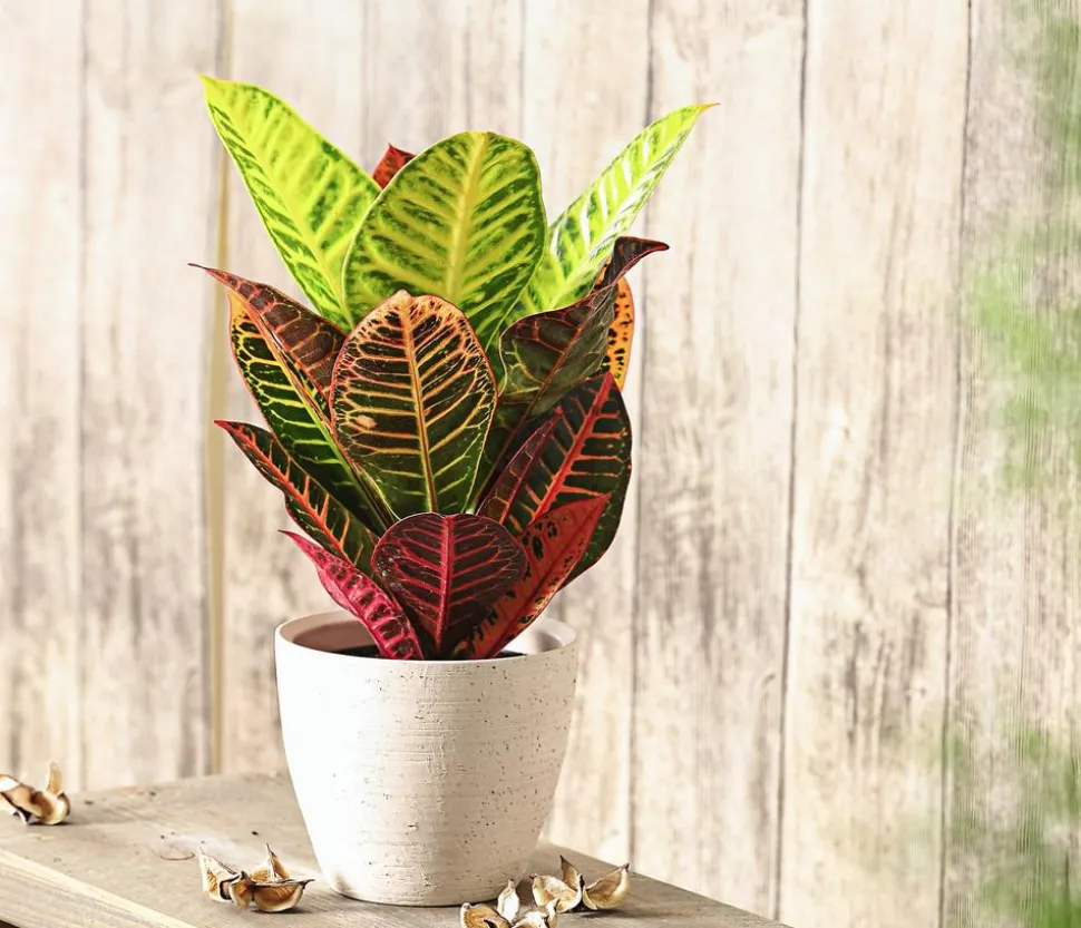 Wunderstrauch - Codiaeum variegatum 'Petra'