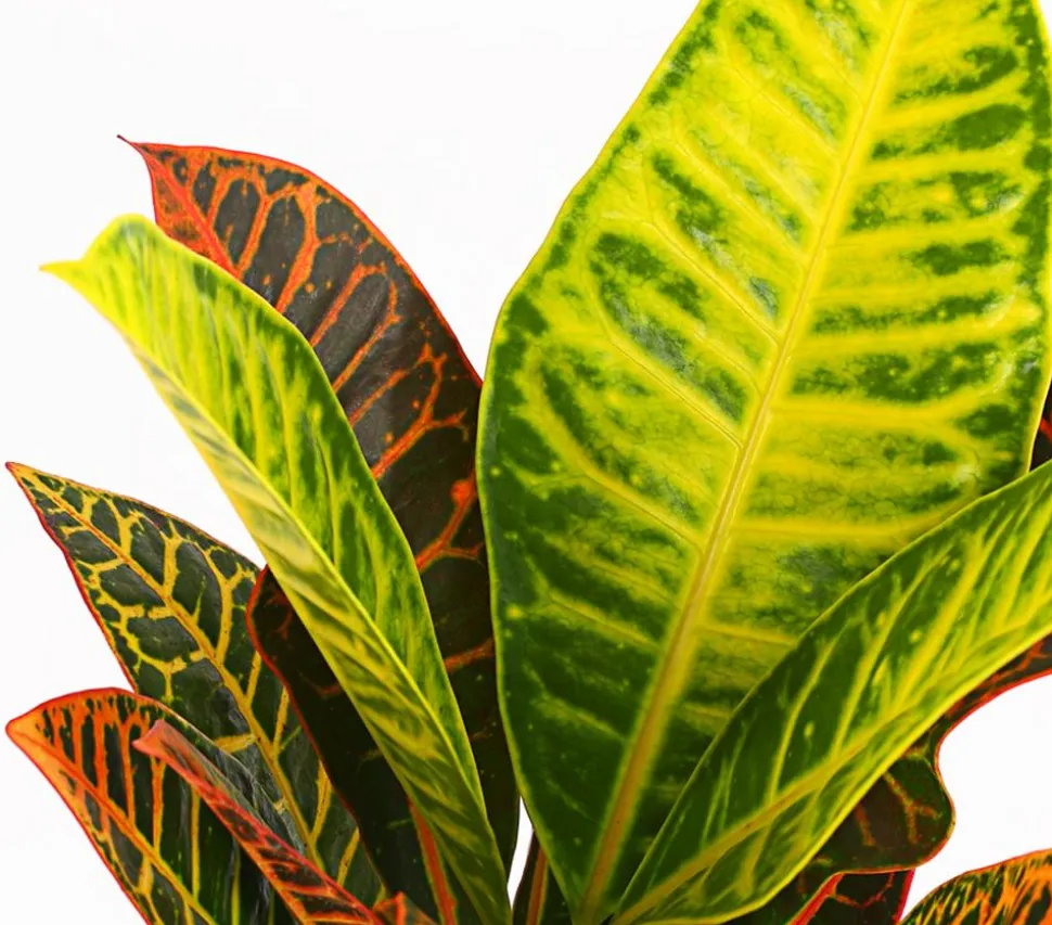 Wunderstrauch - Codiaeum variegatum 'Petra'