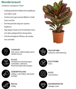 Wunderstrauch - Codiaeum variegatum 'Petra'