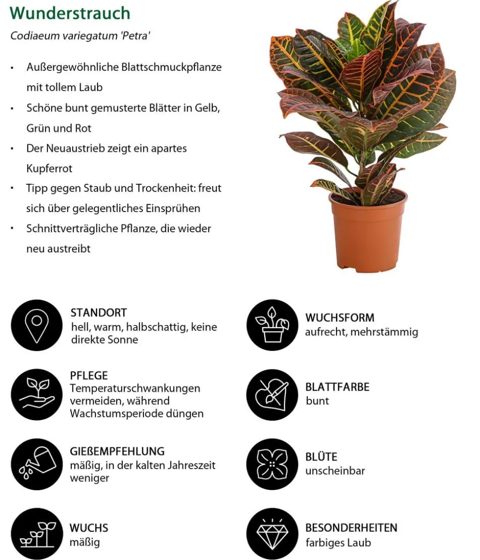 Wunderstrauch - Codiaeum variegatum 'Petra'