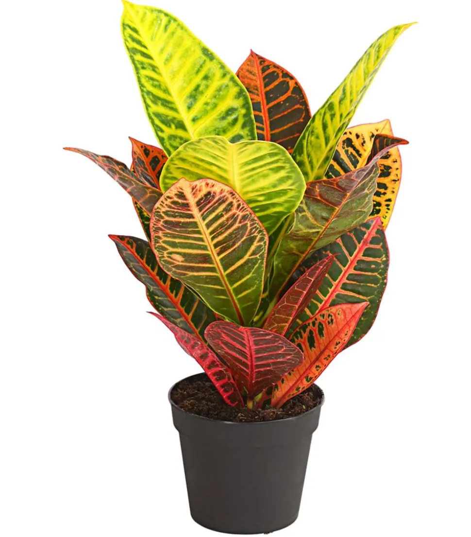 Wunderstrauch - Codiaeum variegatum 'Petra'