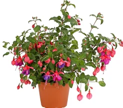 XXL Fuchsie, stehend, verschiedene Sorten