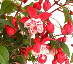 XXL Fuchsie, stehend, verschiedene Sorten