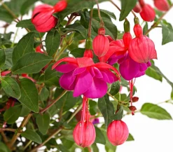 XXL Fuchsie, stehend, verschiedene Sorten