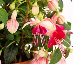 XXL Fuchsie, stehend, verschiedene Sorten