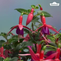 XXL Fuchsie, stehend, verschiedene Sorten