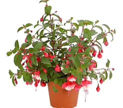 XXL Fuchsie, stehend, verschiedene Sorten