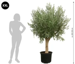 XXL Olivenbaum, ca. 200-250 cm
