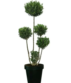 XXL Pompon-Olivenbaum, ca. 160-180 cm