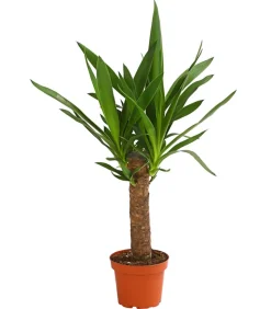Yucca-Palme - Yucca elephantipes