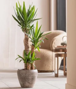 Yucca-Palme - Yucca elephantipes