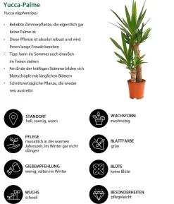 Yucca-Palme - Yucca elephantipes