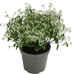 Zauberschnee 'Diamond Frost'