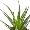 Zebra-Haworthie - Haworthia fasciata