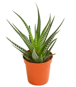 Zebra-Haworthie - Haworthia fasciata