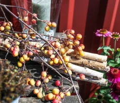 Zierapfel