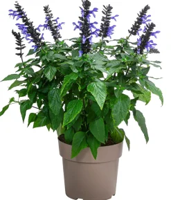 Ziersalbei 'Salgoon'