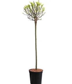 Zierweide 'Hakuro Nishiki'