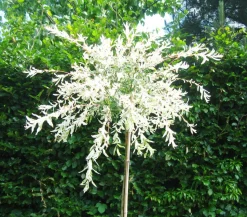 Zierweide 'Hakuro Nishiki'