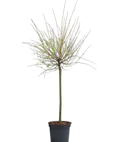 Zierweide 'Hakuro Nishiki'