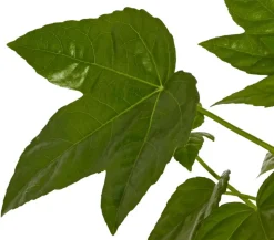 Zimmeraralie - Fatsia japonica