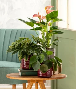 Zimmeraralie - Fatsia japonica