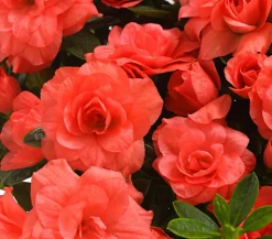 Zimmerazalee - Rhododendron simsii 'Rosalea'