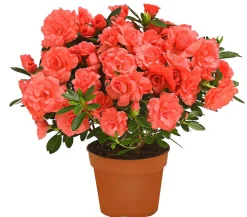 Zimmerazalee - Rhododendron simsii 'Rosalea'