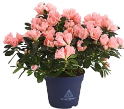 Zimmerazalee - Rhododendron simsii 'Christine®'
