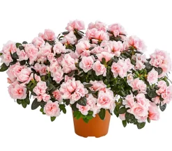 Zimmerazalee - Rhododendron simsii 'Oase de Lo'
