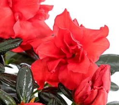 Zimmerazalee - Rhododendron simsii 'Sienna®'