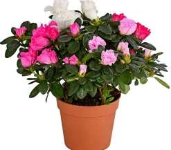 Zimmerazalee - Rhododendron simsii 'Quattro'