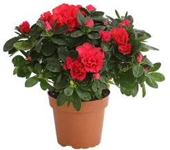 Zimmerazalee - Rhododendron simsii