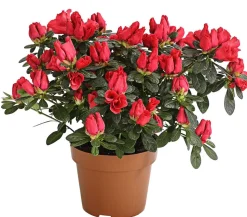 Zimmerazalee - Rhododendron simsii