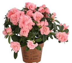 Zimmerazalee - Rhododendron simsii 'Rosalea'