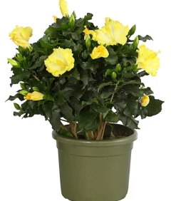 Zimmerhibiskus - Hibiscus rosa-sinensis, verschiedene Farben