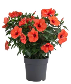Zimmerhibiskus - Hibiscus rosa-sinensis, verschiedene Farben