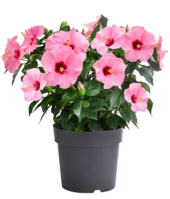 Zimmerhibiskus - Hibiscus rosa-sinensis, verschiedene Farben